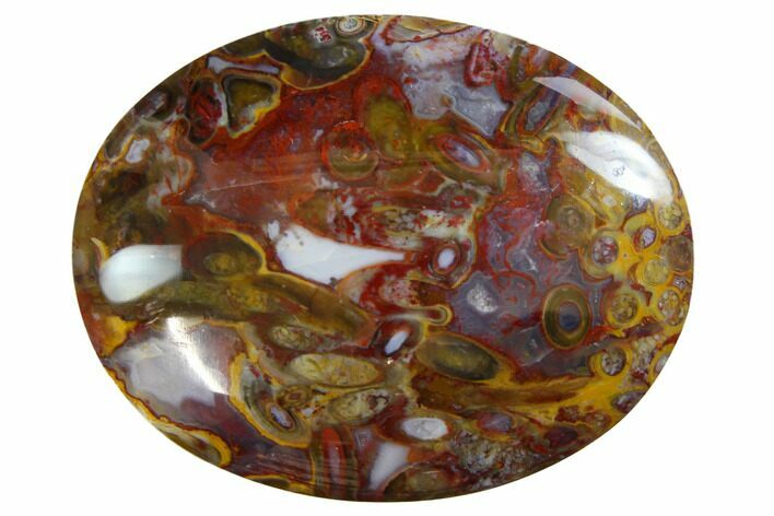 Colorful, Polished Petrified Palm Root - Indonesia #150290